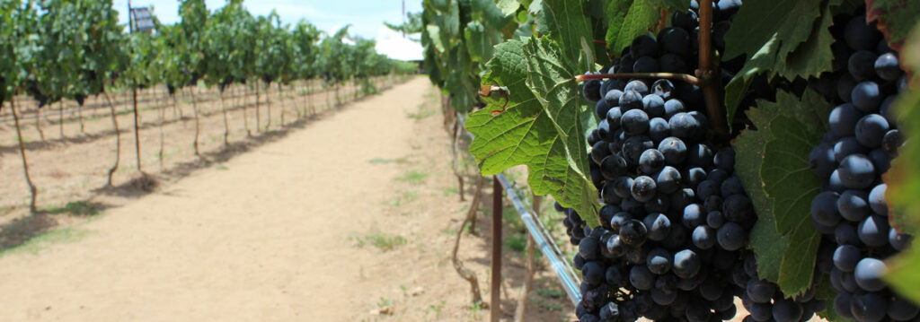 Turismo del vino